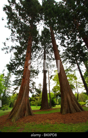 Giant Sierra Redwood (Sequoiadendron giganteum), Valle dei giardini, il Royal paesaggio, Windsor Great Park, Surrey, Regno Unito Foto Stock