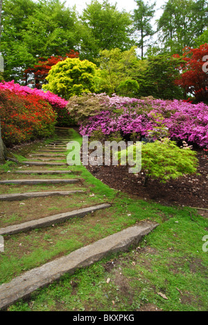 Azalee e rododendri nei Punch Bowl, Valley Gardens, il Royal paesaggio, Windsor Great Park, Surrey, Regno Unito Foto Stock