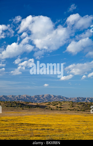 Carrizo Plain monumento nazionale, CA: Sera nuvole sopra le lontane colline di Temblor gamma con goldfields (Lasthenia spp.) Foto Stock