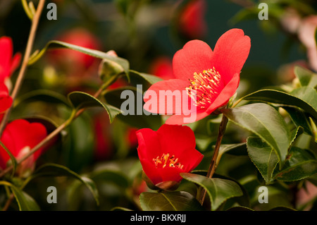 Camellia japonica "Kimberley' in fiore Foto Stock