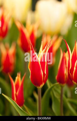 Tulipa 'Aladdin's Record' in fiore Foto Stock