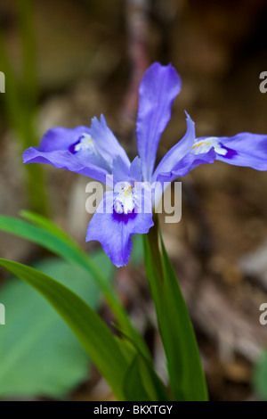 Crested nana (iris iris cristata) è un millefiori nella famiglia di iris che fiorisce in primavera in ricchi boschi. è circa 4-6' altezza e ha pallido petali di lavanda. Foto Stock
