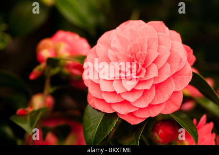 Camellia japonica 'Spring" formale in fiore Foto Stock
