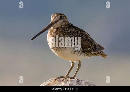 Il Wilson's beccaccino (Gallinago delicata) posatoi sul post, il castello di rocce del parco statale, Idaho, Stati Uniti d'America. Foto Stock