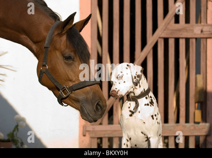 Il cavallo e la Dalmazia Foto Stock