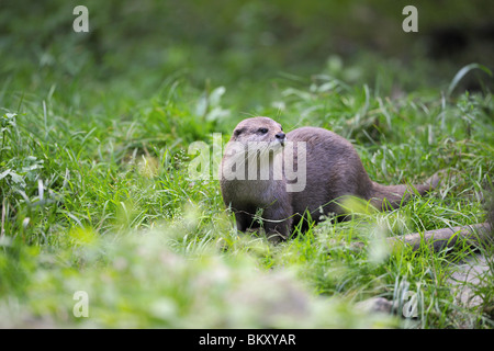 Oriental piccoli artigli di lontra in piedi in erba Foto Stock