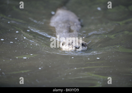 Oriental piccoli artigli otter nuoto Foto Stock