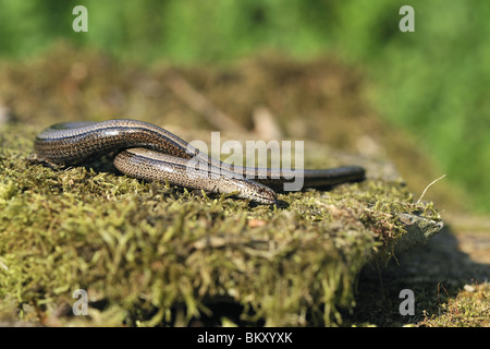 Avvolto femmina worm lenta Foto Stock