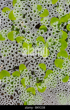 Germogli di lattuga sotto vetro coperto di condensa Foto Stock