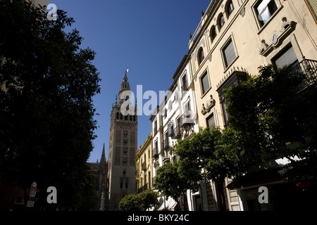 La Giralda campanile della cattedrale è affiancato da una strada con alberi di arancio di Siviglia, Spagna, 11 marzo 2008. Foto Stock