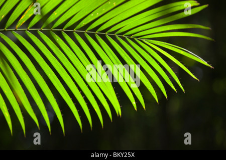 Un tropical Palm tree in il Daintree foresta pluviale, Queensland, Australia. Foto Stock