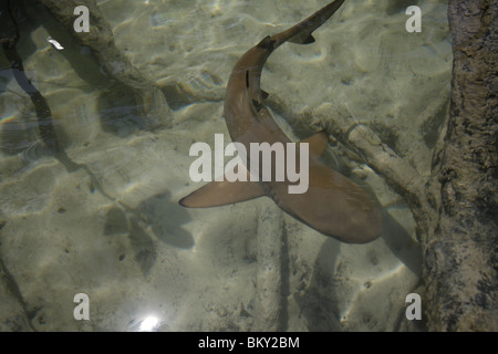 Un giovane nero squali pinna nuota intorno a una foresta di mangrovie a Mai Nam Beach su Ko Surin, il parco marino nazionale, Thailandia Foto Stock