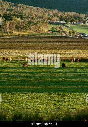 Terreni agricoli - Darling Downs Foto Stock