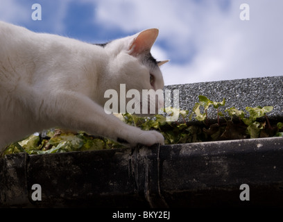 Bianco e nero gatto sul tetto Foto Stock