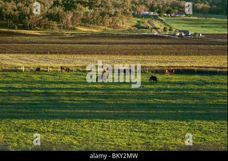 Terreni agricoli - Darling Downs Foto Stock