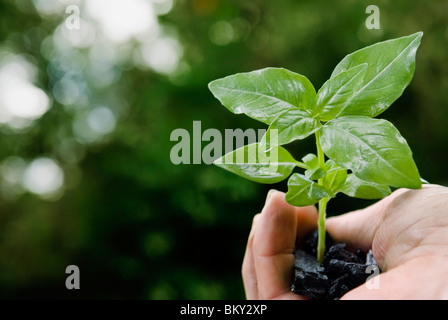 Impianto di basilico in mano piena di carbone Foto Stock