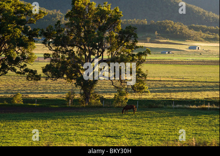 Terreni agricoli - Darling Downs Foto Stock