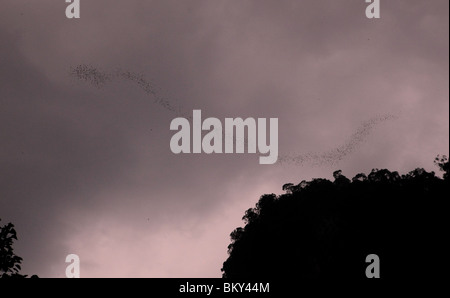 I pipistrelli volare fuori della grotta cervi nel loro migliaia al tramonto si trova all'interno del Parco Nazionale di Gunung Mulu nel Borneo malaysiano. Foto Stock