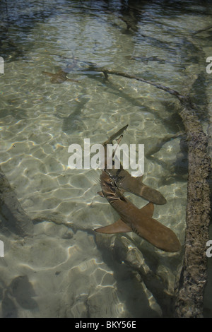 Giovani punta nera gli squali nuotano intorno a una foresta di mangrovie a Mai Nam Beach su Ko Surin, il parco marino nazionale, Thailandia Foto Stock