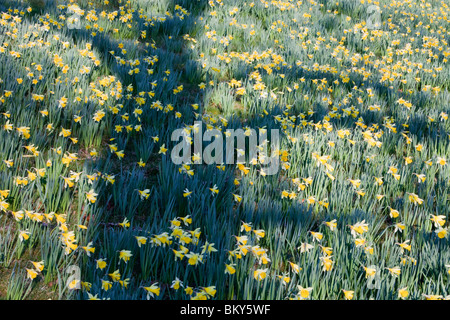 I narcisi selvatici a Holehird Gardens in Windermere, Lake District, Regno Unito, con l'ombra di un albero. Foto Stock