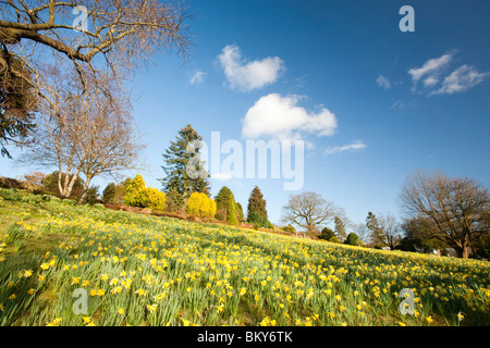 I narcisi selvatici a Holehird Gardens in Windermere, Lake District, UK. Foto Stock