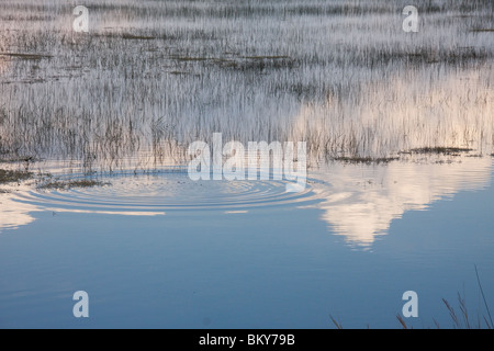 Presto la sera nella palude a St Marks Florida USA Foto Stock