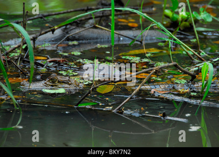 Caimano Spectacled nella palude del Parco Nazionale di Tortuguero, Costa Rica, America Centrale Foto Stock