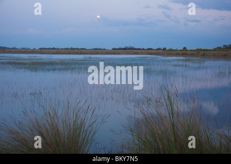 Full Moon Rising, St Marks Florida USA Foto Stock