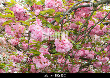 Molla di rosa fiori di ciliegio Foto Stock