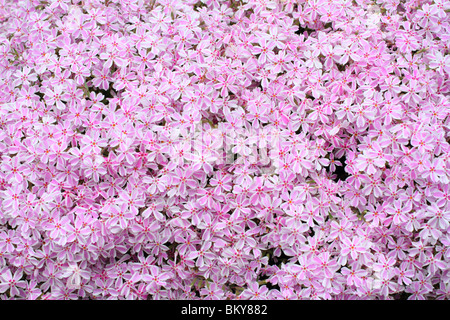 Rosa phlox blossom close up Phlox subulata Foto Stock