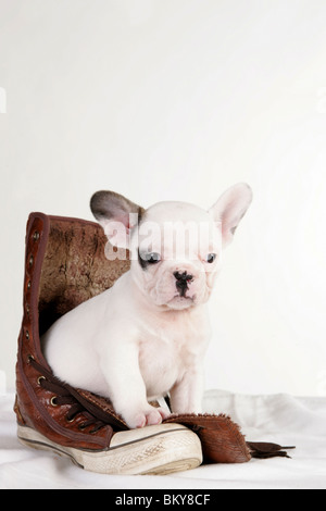 Bulldog francese cucciolo Foto Stock