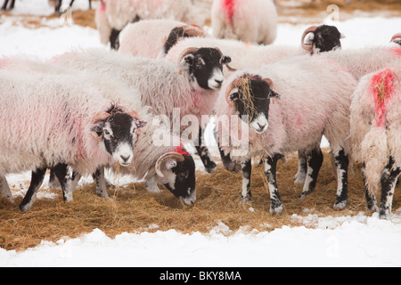 Alimentazione di pecora sul fieno in motivi di Rydal tenuta vicino a Ambleside, Lake District, UK. Foto Stock