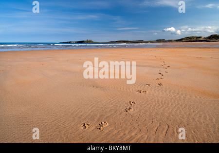 Pawprints cane e il castello di Dunstanburgh visto da Embleton Bay Foto Stock