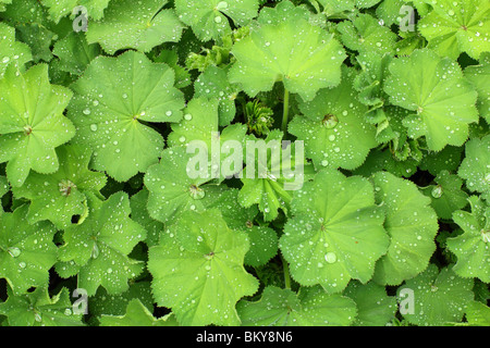 Le gocce di pioggia sulla molla fresco verde della signora foglie mantello Alchemilla mollis Foto Stock