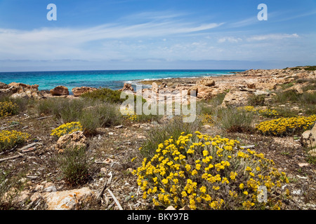 Area costiera con fiori sotto il cielo velato, Platja d'es Caragol, Maiorca, isole Baleari, Mare mediterraneo, Spagna, Europa Foto Stock