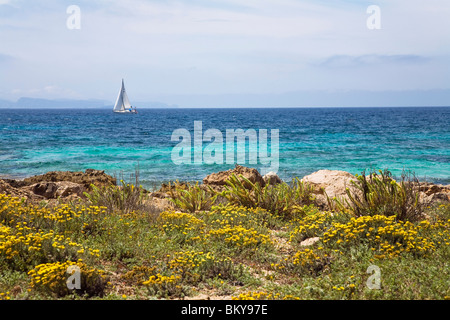 Area costiera con fiori sotto il cielo velato, Platja d'es Caragol, Maiorca, isole Baleari, Mare mediterraneo, Spagna, Europa Foto Stock