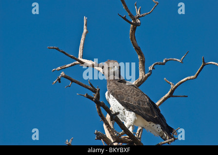 Martial Eagle (Polemaetus bellisosus) - adulti martial eagle sul look-out in albero morto - Parco Nazionale Etosha, Namibia, Africa Foto Stock