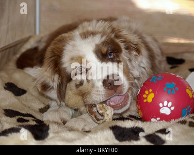 Pastore australiano cucciolo Foto Stock