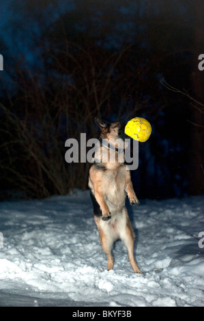 Pastore Tedesco di salto del cane e la cattura di una sfera gialla Foto Stock