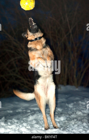 Pastore Tedesco di salto del cane e la cattura di una sfera gialla Foto Stock