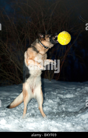 Pastore Tedesco di salto del cane e la cattura di una sfera gialla Foto Stock