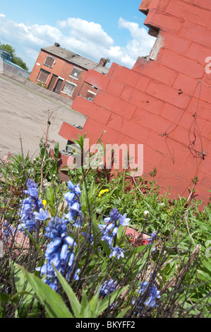 Fiori che crescono nella parte anteriore della demolita casa,in background una fila di intavolato case,East Manchester, Inghilterra. Foto Stock