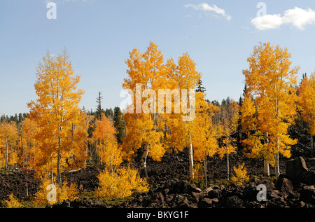 Eurasian Aspen in autunno, Dixie National Forest, i crateri, Brian Head, Utah, Stati Uniti d'America Foto Stock