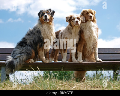 Australian Shepherds Foto Stock