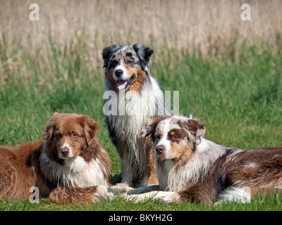 Australian Shepherds Foto Stock