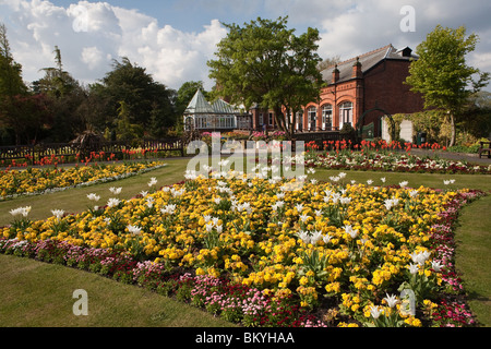 I tulipani in fiore nel giardino botanico, churchtown, Southport, Merseyside, Regno Unito Foto Stock