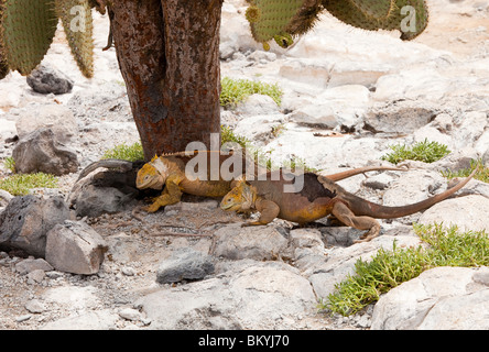 Due le iguane di terra e due iguane marine su south plaza island nelle isole Galapagos Foto Stock