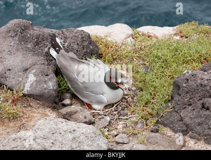 Una rondine tailed gull su un uovo al di sopra di scogliere sul mare su south plaza island nelle isole Galapagos Foto Stock