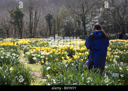 Donna che guarda Giunchiglie in nazionale di raccolta Daffodil Visualizza giardino, Trevarno, Cornwall Foto Stock