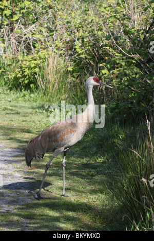 Un maschio Sandhill gru a piedi a qualche erba lunga lungo una strada Foto Stock